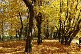 Paszkówka -park obok pałacu Wężyków