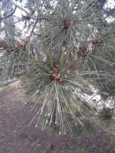 Te kropelki zamarzły na końcówkach szpileczek