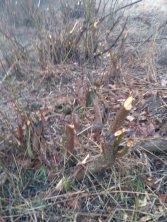 Pozostałości po zaroślach