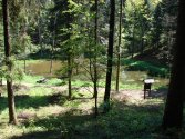 Staw leśny