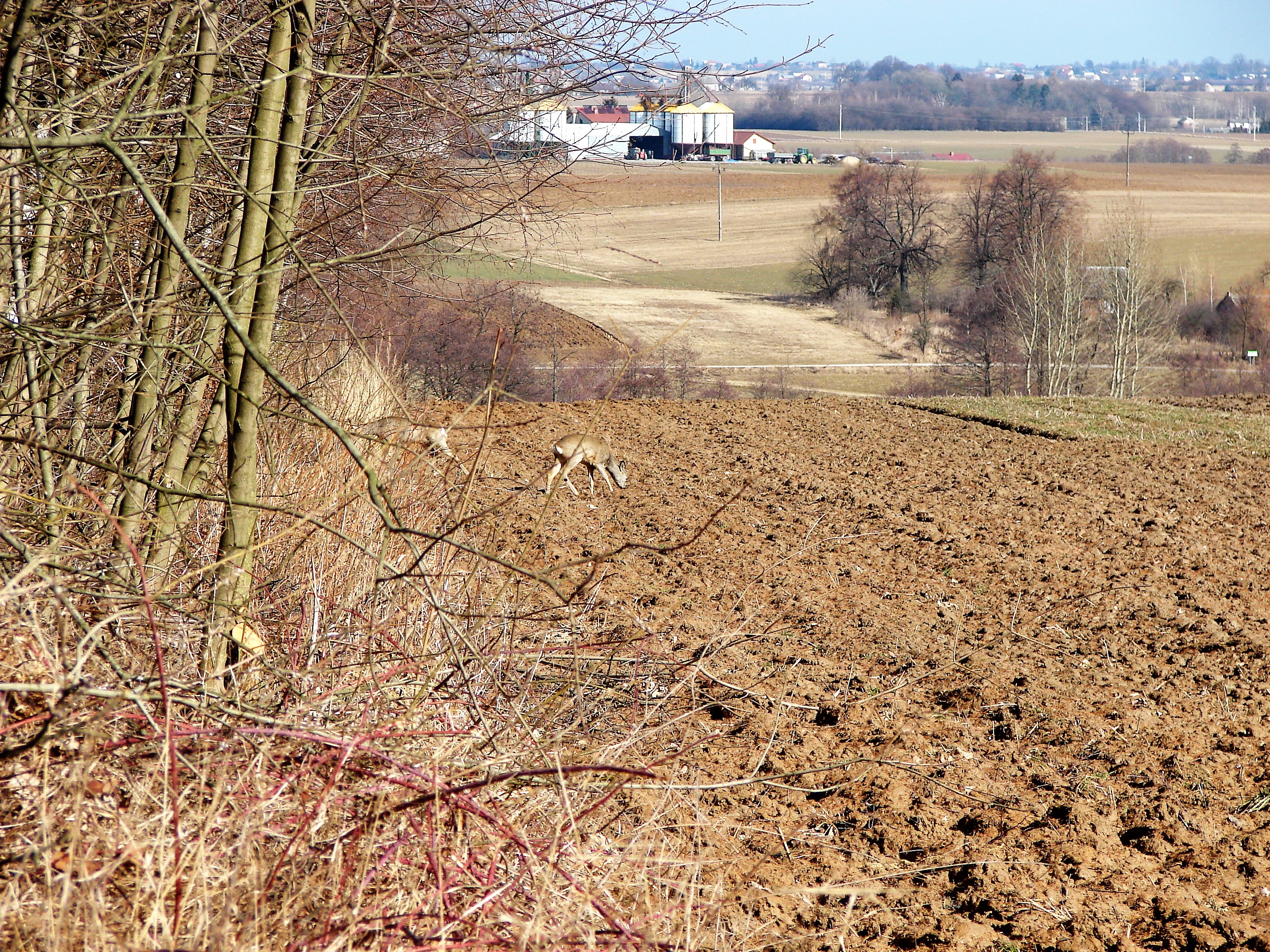 Stadko saren i kończą się przyjemności.