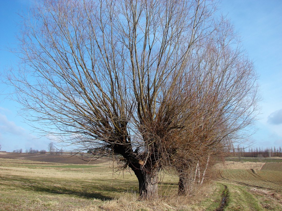Wierzby. W tle droga Kraków-Bochnia.