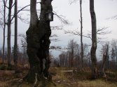 Czupel