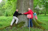Hruszowa – stary dąb Dewajtis w dawnym majątku Marii Rodziewiczówny