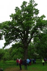 Hruszowa – stary dąb Dewajtis w dawnym majątku Marii Rodziewiczówny
